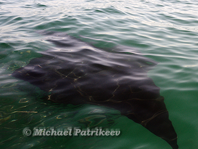 Mobula birostris or Manta birostris (Giant Manta Ray)